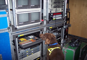 Un perro de detección de explosivos